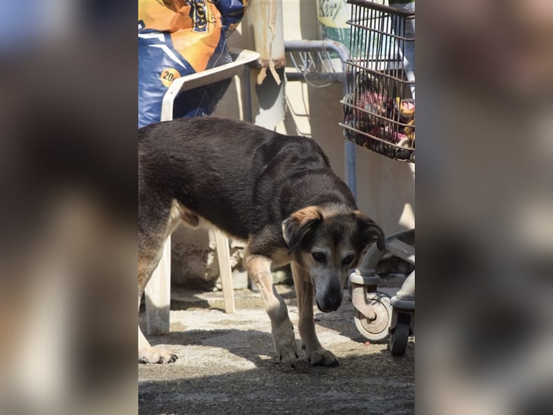 Kleiner Teddybär TED sucht seine Familie
