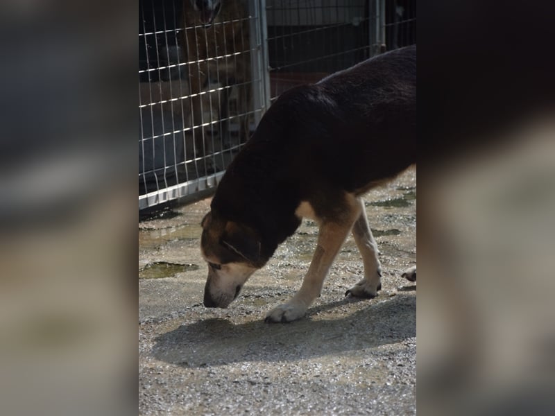 Kleiner Teddybär TED sucht seine Familie