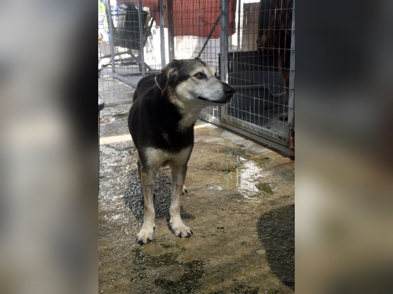 Kleiner Teddybär TED sucht seine Familie