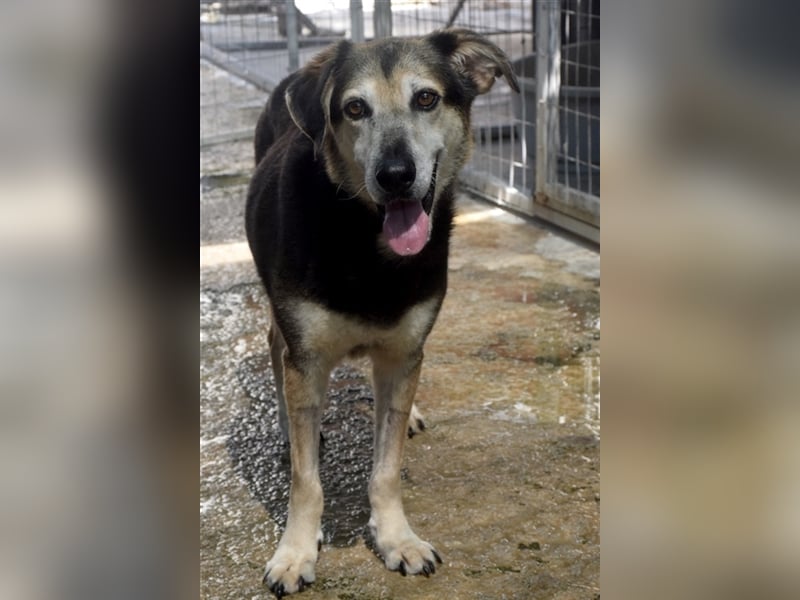 Kleiner Teddybär TED sucht seine Familie