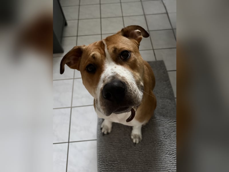 Junger Rüde zu vermitteln
