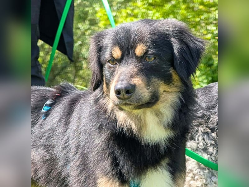 Willi - ist sehr freundlich,anhänglich&aufgeschlossen