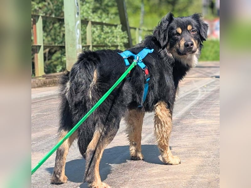 Willi - ist sehr freundlich,anhänglich&aufgeschlossen