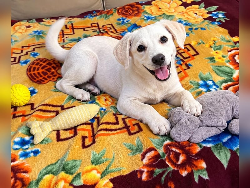 Ayo, ein kleines Hundeherz wartet auf seine Menschen