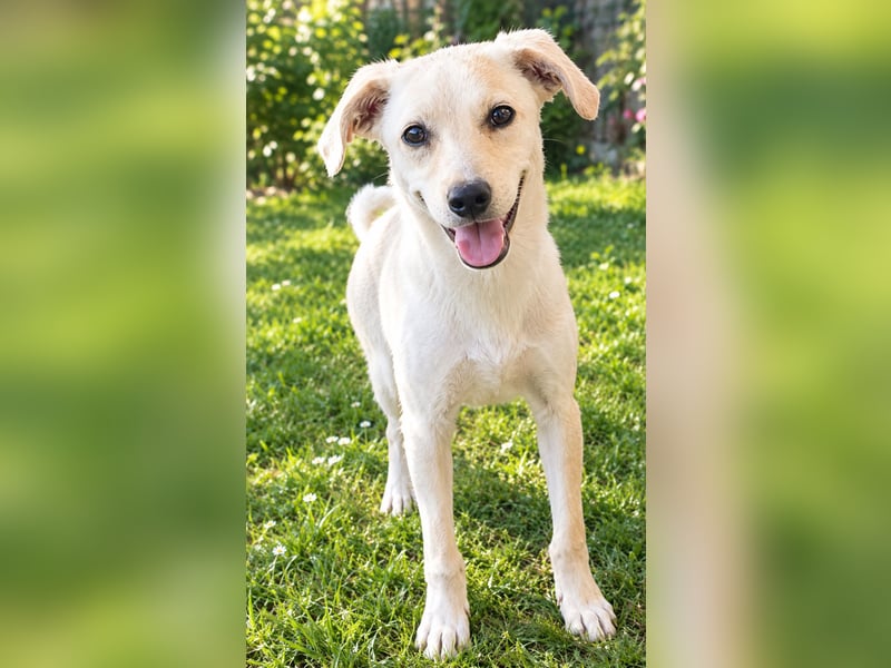 Ayo, ein kleines Hundeherz wartet auf seine Menschen