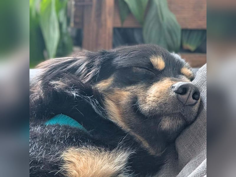 Willi - ist sehr freundlich,anhänglich&aufgeschlossen