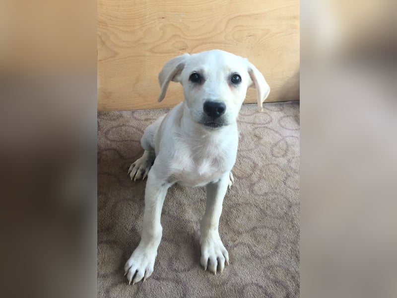 Ayo, ein kleines Hundeherz wartet auf seine Menschen