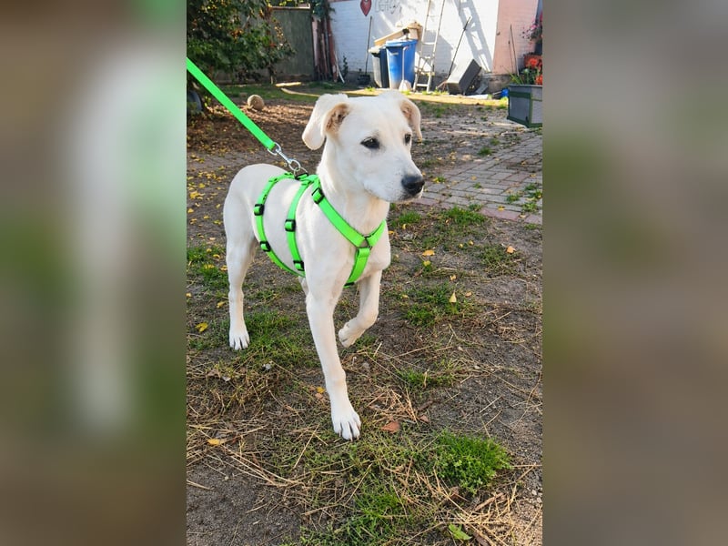 Ayo, ein kleines Hundeherz wartet auf seine Menschen