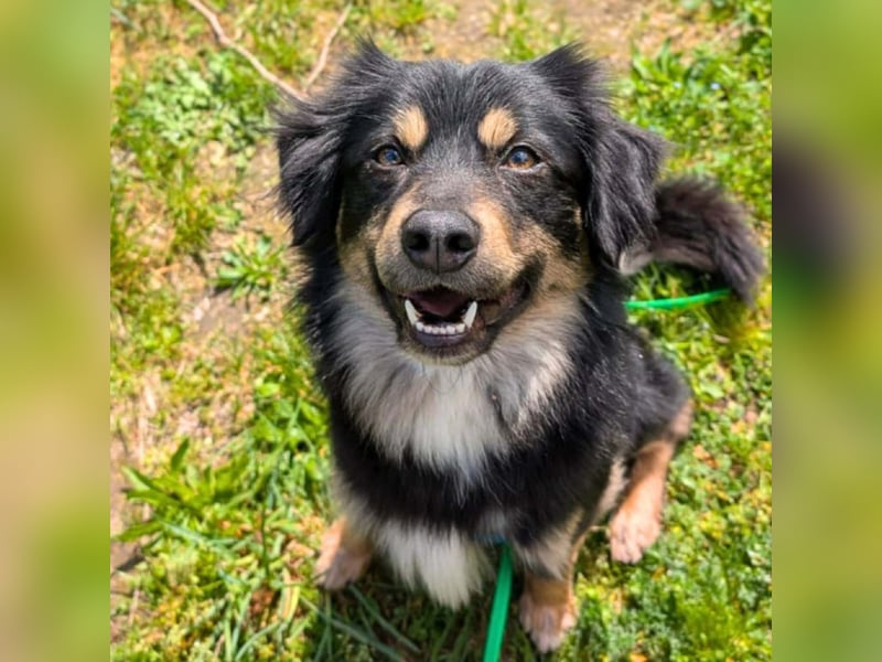 Willi - ist sehr freundlich,anhänglich&aufgeschlossen