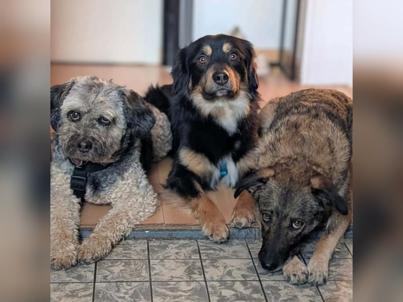 Willi - ist sehr freundlich,anhänglich&aufgeschlossen