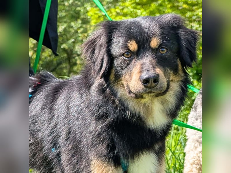 Willi - ist sehr freundlich,anhänglich&aufgeschlossen