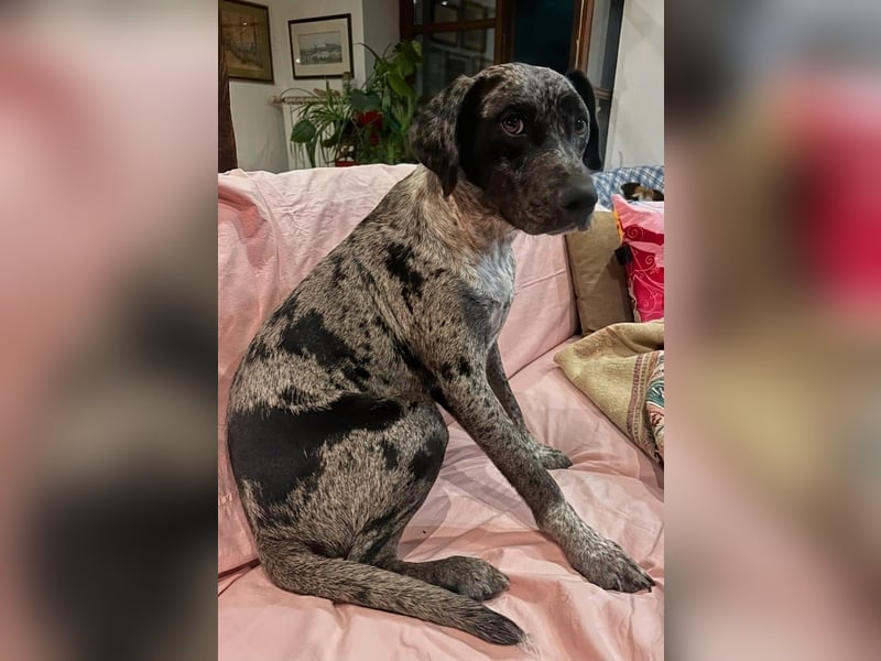 Verträgliche, katzenliebes Mischlingmädchen Polka sucht aktives Zuhause