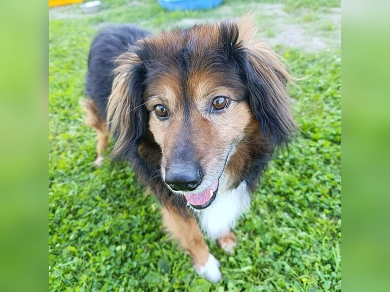 Freundlicher, menschenbezogener Gute-Laune-Hund Lutter