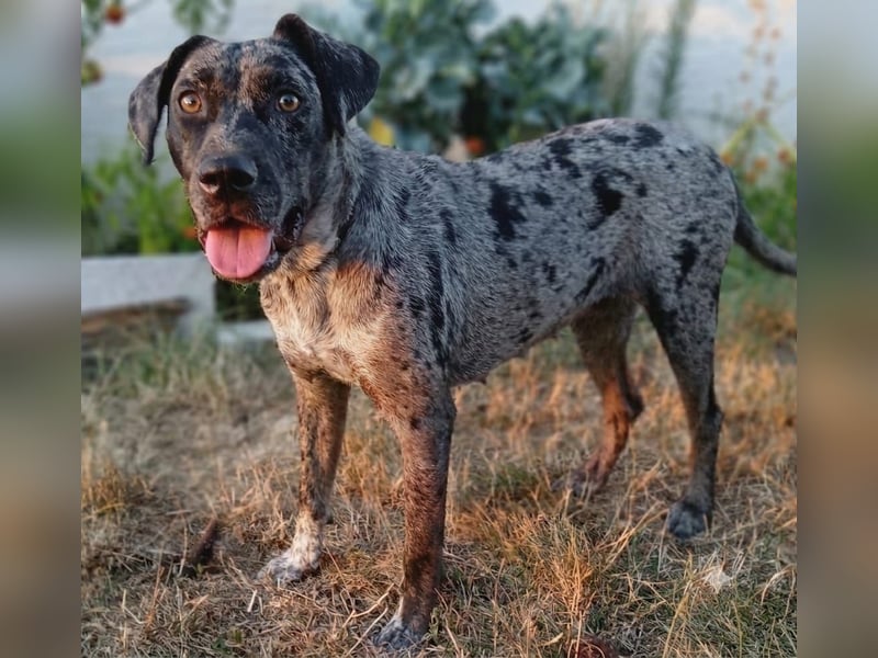 Verträgliche, katzenliebes Mischlingmädchen Polka sucht aktives Zuhause