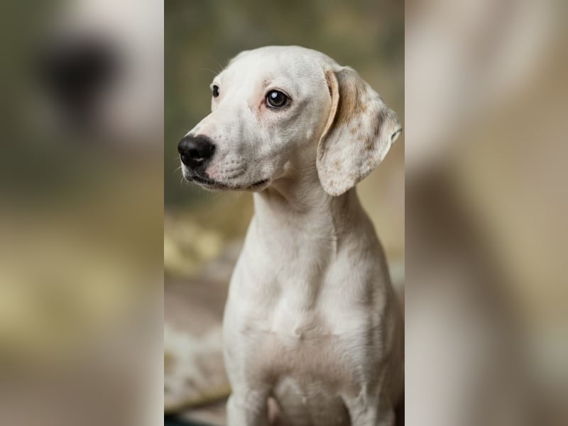 Junger Jagdhundmischling Lupo sucht liebe Familie