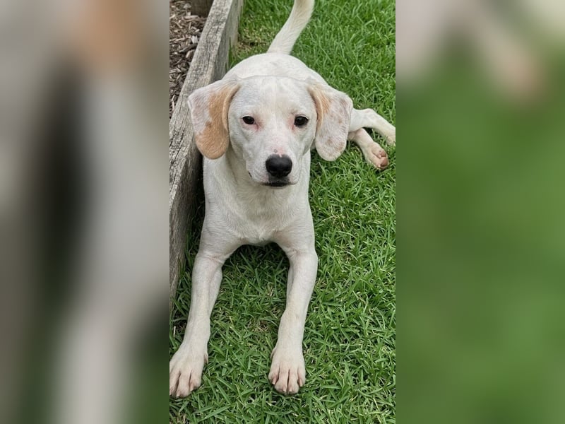 Junger Jagdhundmischling Lupo sucht liebe Familie