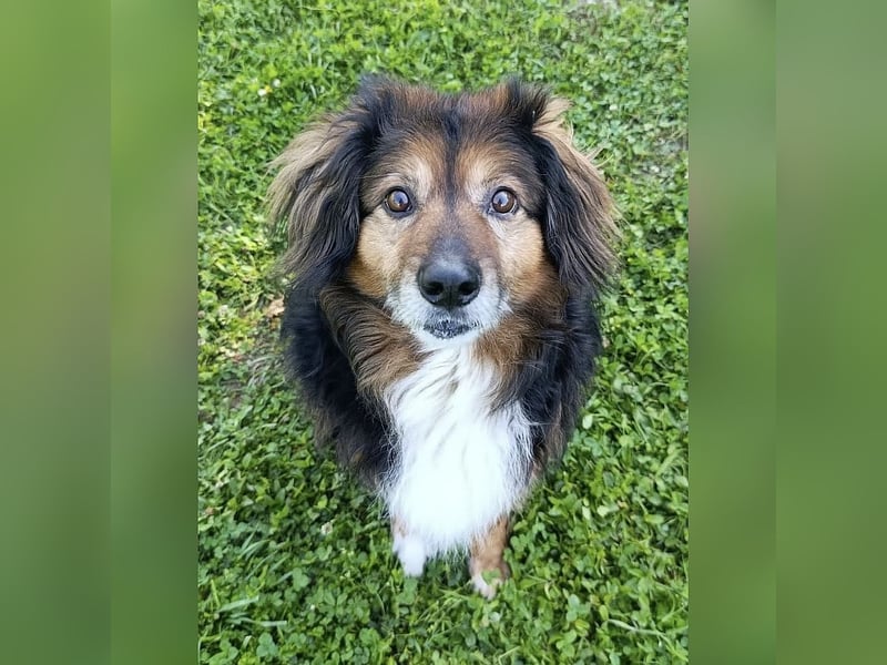Freundlicher, menschenbezogener Gute-Laune-Hund Lutter