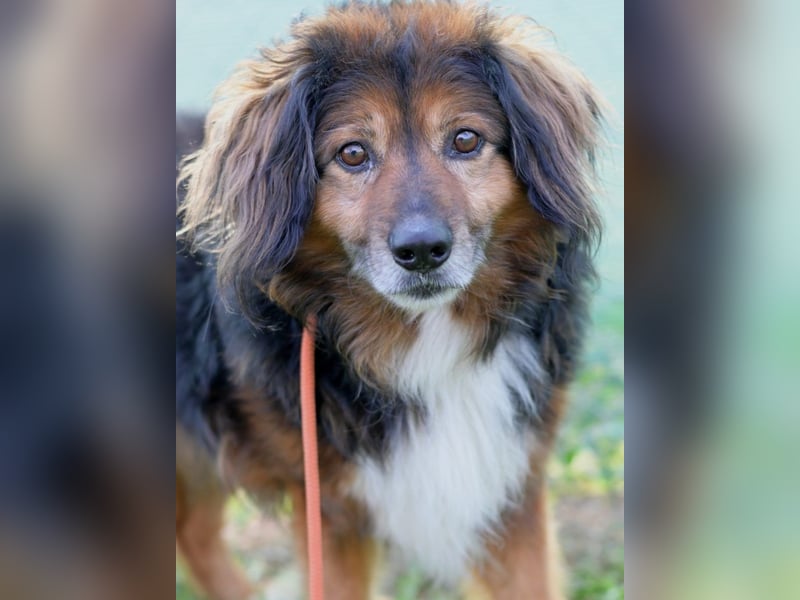 Freundlicher, menschenbezogener Gute-Laune-Hund Lutter