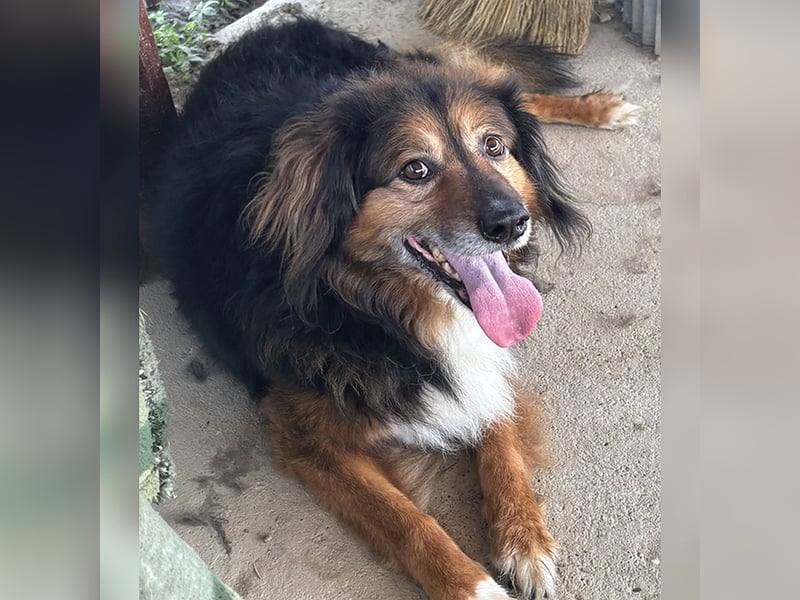 Freundlicher, menschenbezogener Gute-Laune-Hund Lutter