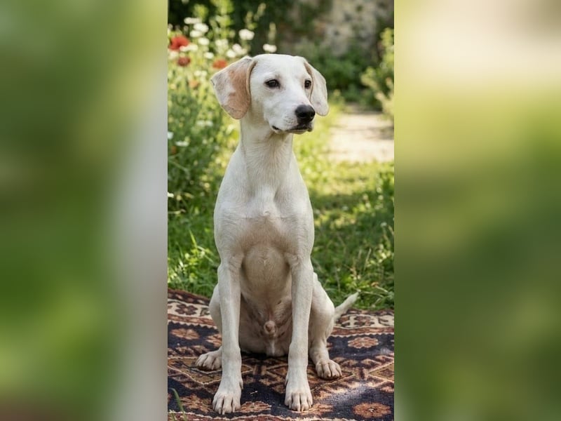 Junger Jagdhundmischling Lupo sucht liebe Familie
