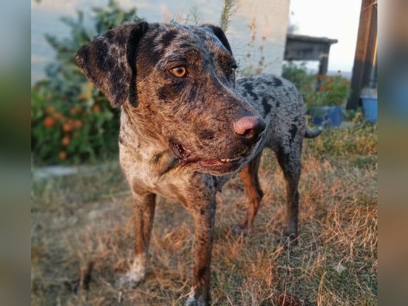Verträgliche, katzenliebes Mischlingmädchen Polka sucht aktives Zuhause