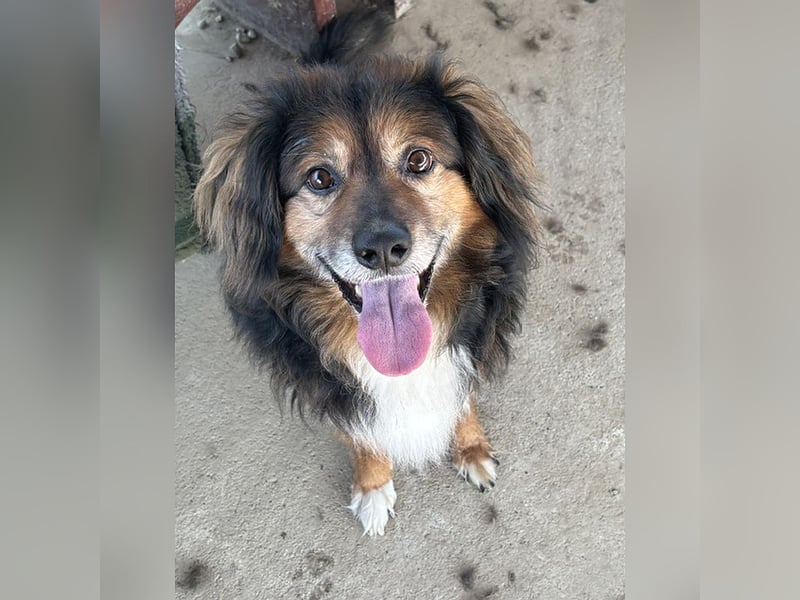 Freundlicher, menschenbezogener Gute-Laune-Hund Lutter
