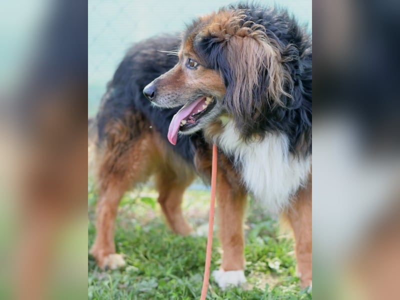 Freundlicher, menschenbezogener Gute-Laune-Hund Lutter