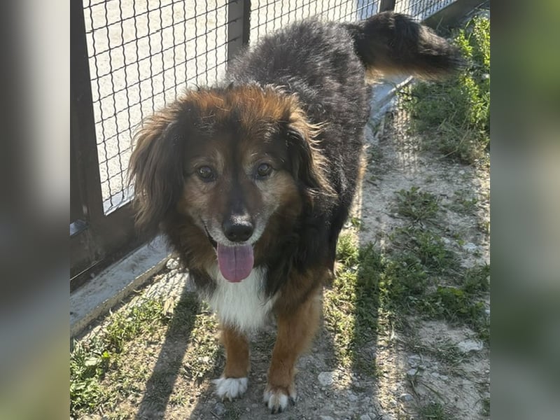 Freundlicher, menschenbezogener Gute-Laune-Hund Lutter