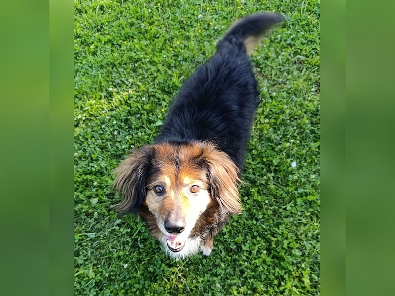 Freundlicher, menschenbezogener Gute-Laune-Hund Lutter