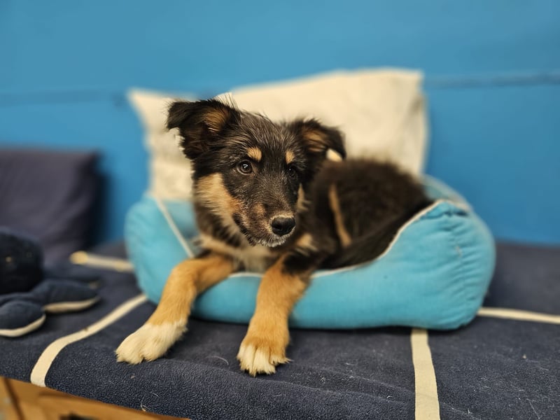 YUAN ❤️ süßer Clown, Pflegefamilie Kevelaer