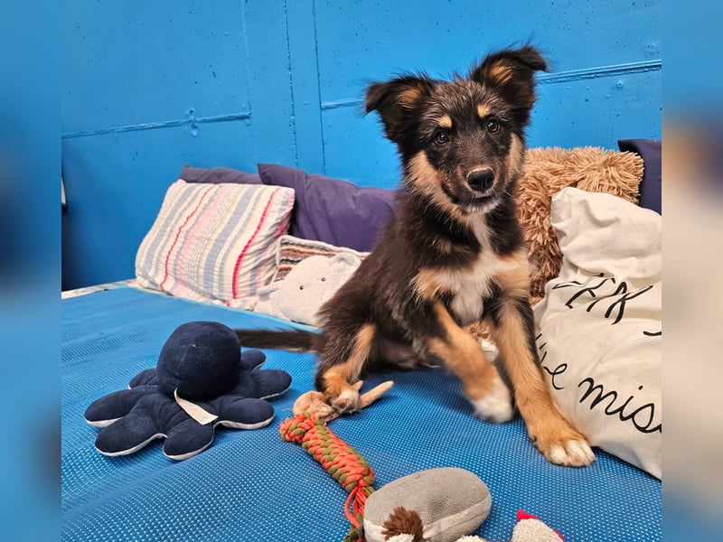 YUAN ❤️ süßer Clown, Pflegefamilie Kevelaer