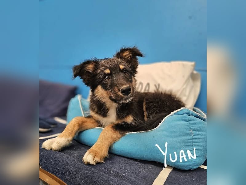 YUAN ❤️ süßer Clown, Pflegefamilie Kevelaer
