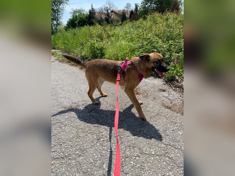 Archie: Kämpfer sucht Zuhause