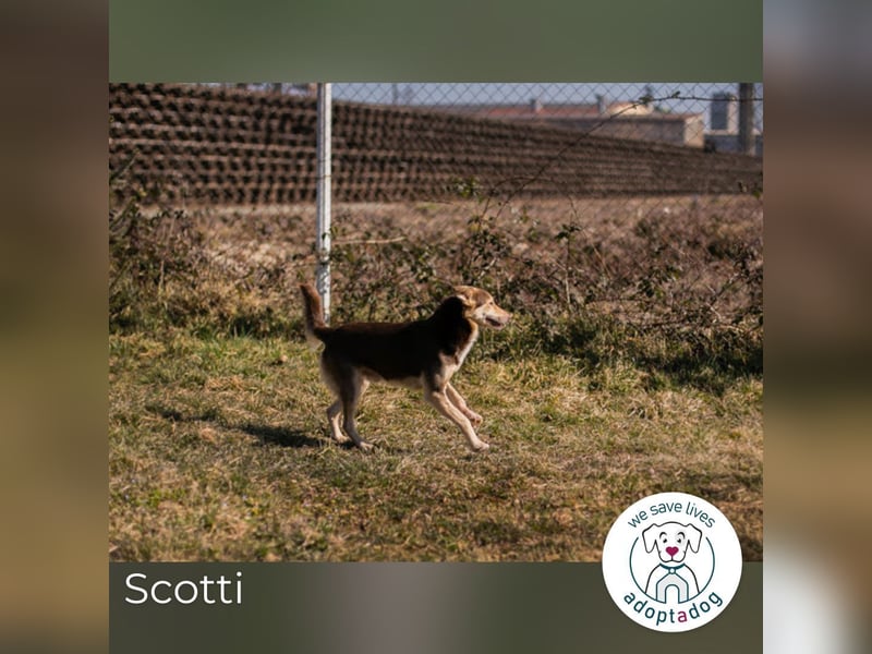 Scotti: Liebenswerter Kämpfer