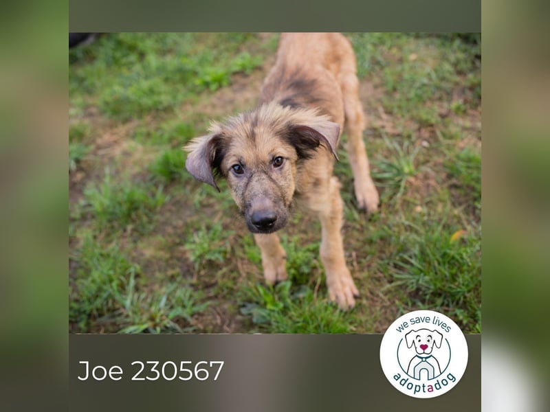 Joe: Sanftes Herz sucht seine Familie