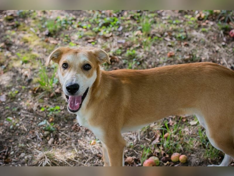 Sven: Hundekind sucht ein Zuhause