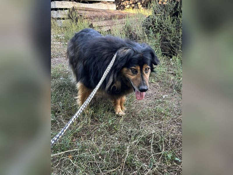 Lennox: Treuer Begleiter sucht Familie