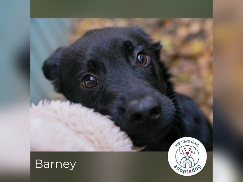 Barney: Jung, verspielt & voller Freude