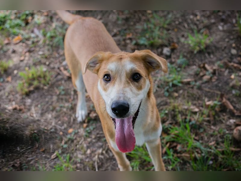 Sven: Hundekind sucht ein Zuhause