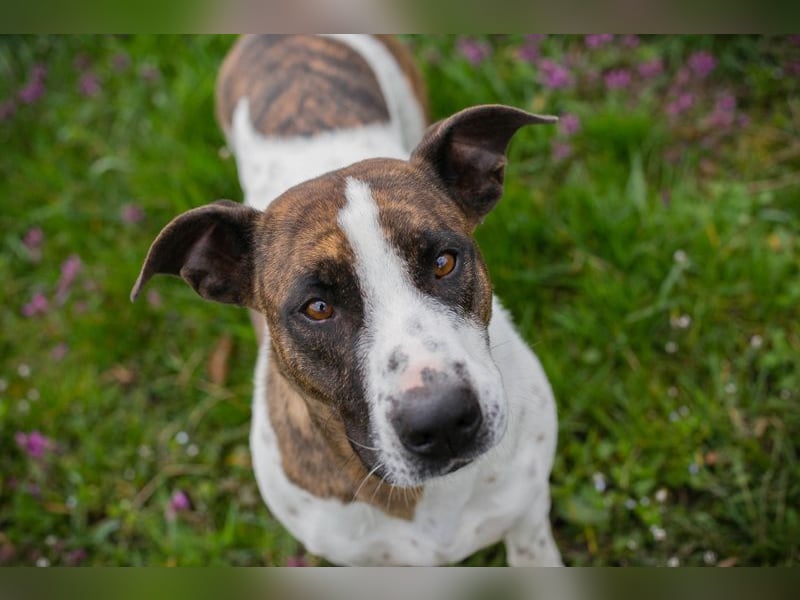 Hopper – Kompakte Sportskanone