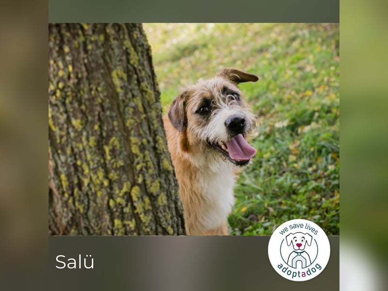 Salü: Hundekind sucht ein Zuhause
