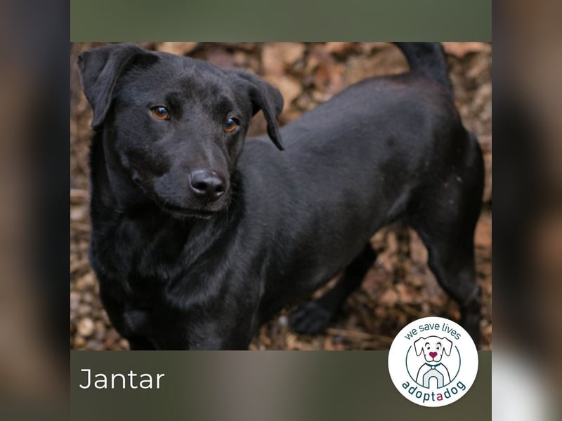 Jantar sucht ein Zuhause