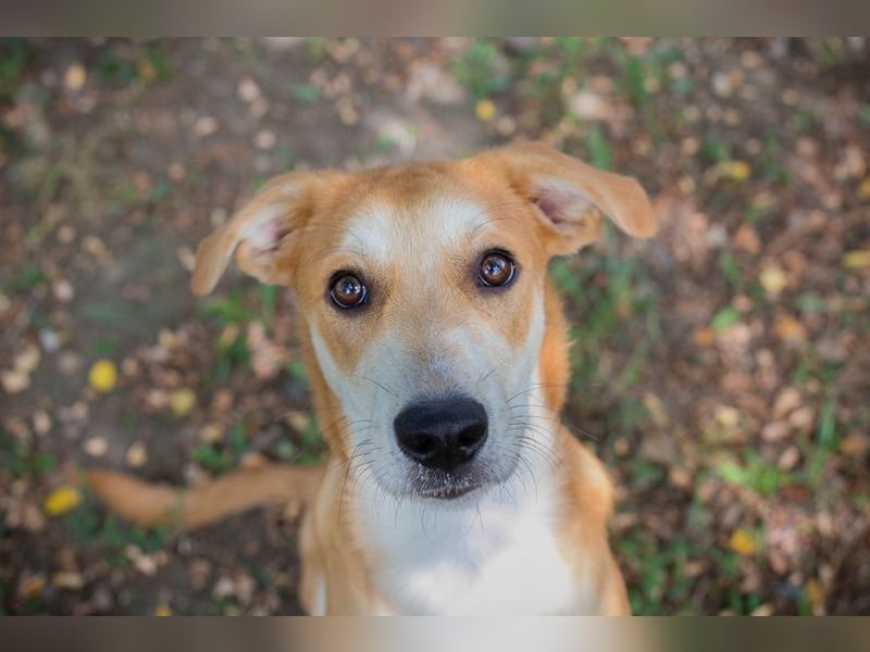 Sven: Hundekind sucht ein Zuhause