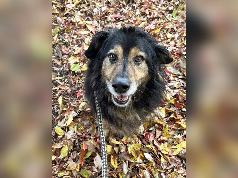 Lennox: Treuer Begleiter sucht Familie