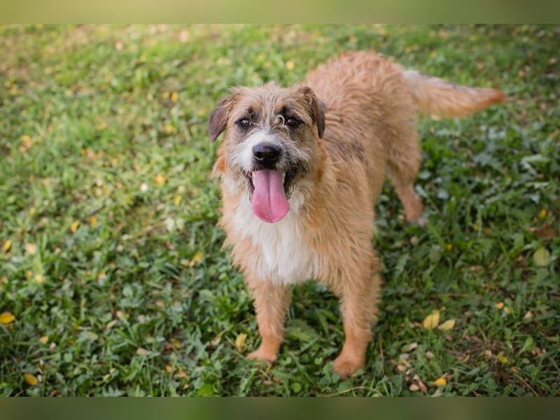 Salü: Hundekind sucht ein Zuhause