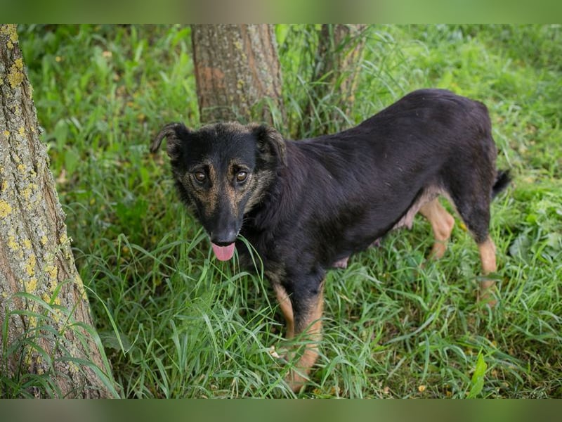 Alani: Sucht ein liebevolles Zuhause