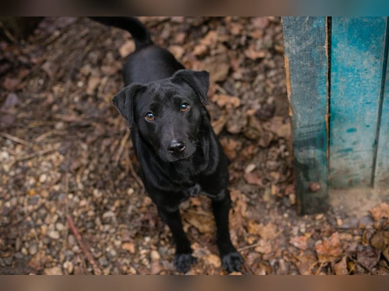 Jantar sucht ein Zuhause