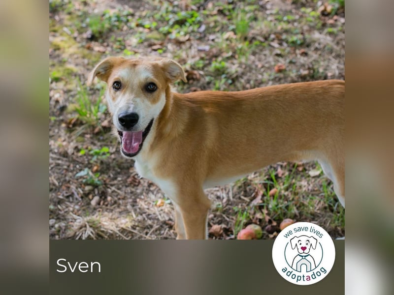 Sven: Hundekind sucht ein Zuhause