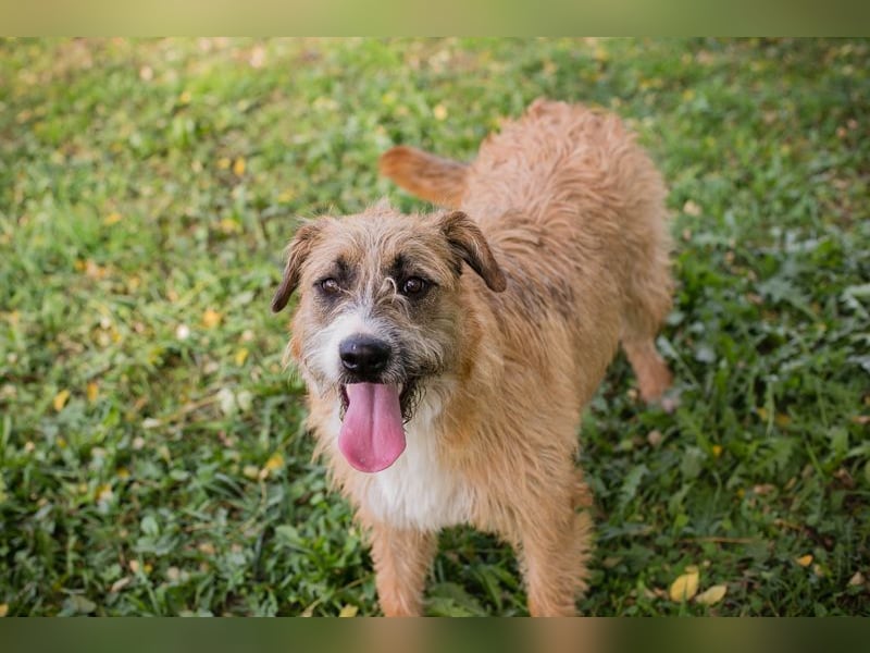 Salü: Hundekind sucht ein Zuhause