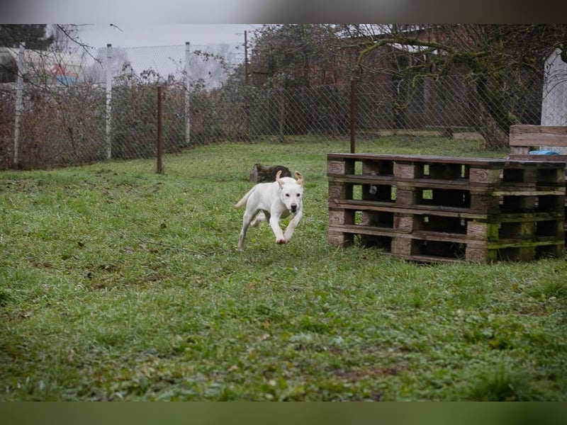 Frieda sucht ein Zuhause